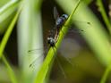 Nephepeltia phryne (Spine-bellied Dryad)-2.jpg